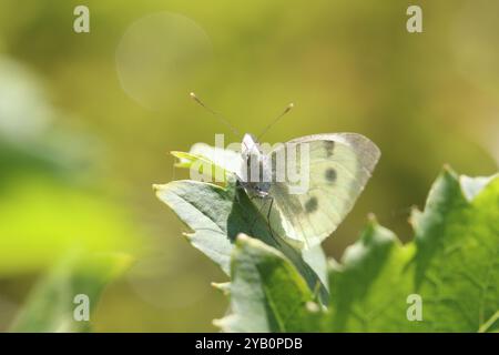 Grosse femelle papillon blanc - Pieris brassicae Banque D'Images