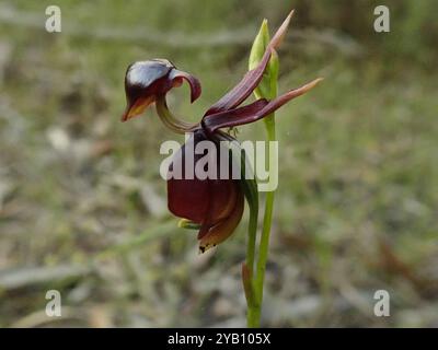 Grande orchidée de canard volante (Caleana Major) Plantae Banque D'Images