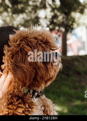 Vue latérale rapprochée d'un chien gingembre moelleux portant un collier, tenu par une personne. L'arrière-plan montre des arbres flous et de la verdure à l'extérieur Banque D'Images