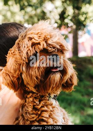 Vue latérale rapprochée d'un chien gingembre moelleux portant un collier, tenu par une personne. L'arrière-plan montre des arbres flous et de la verdure à l'extérieur Banque D'Images