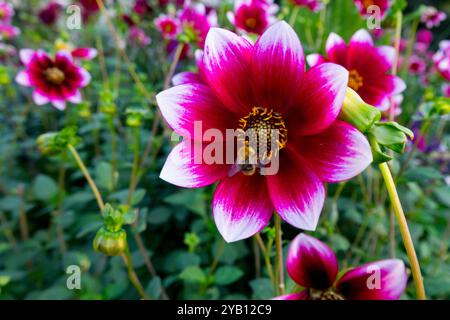 Groupe Dahlia fleuri 'Kommissar' Banque D'Images