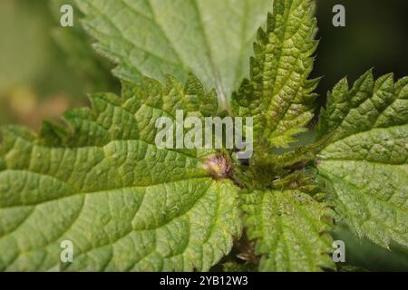 Insecta (Dasineura urticae) poche d'ortie Banque D'Images