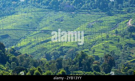 Chênes argentés ( Grevillea robusta ) au soleil sur une plantation de thé dans le Tamil Nadu, Inde Banque D'Images