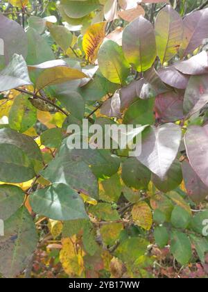 Poison sumac (Toxicodendron vernix) Plantae Banque D'Images