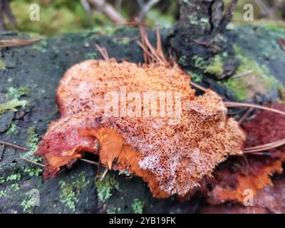 Champignons (Pycnoporellus fulgens) Banque D'Images