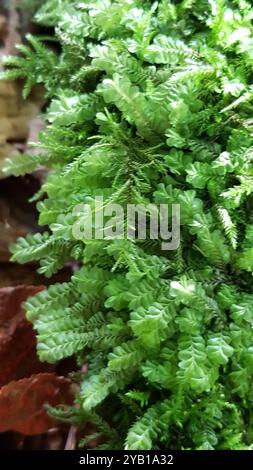 La grande plume (Plagiochila asplenioides) Plantae Banque D'Images