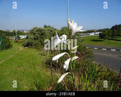 Lys de Bugle (Watsonia borbonica ardernei) Plantae Banque D'Images