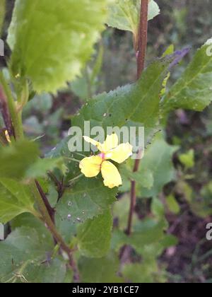 Houblon goodenia (Goodenia ovata) Plantae Banque D'Images