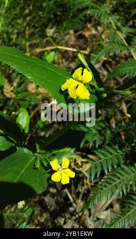 Houblon goodenia (Goodenia ovata) Plantae Banque D'Images