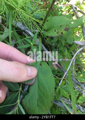 Aster de Lindley (Symphyotrichum ciliolatum) Plantae Banque D'Images