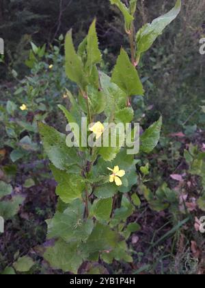 Houblon goodenia (Goodenia ovata) Plantae Banque D'Images