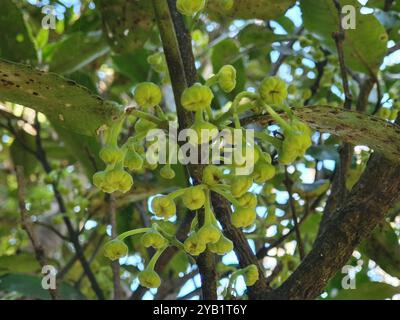 Pigeonwood (Hedycarya arborea) Plantae Banque D'Images