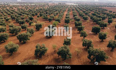 Superbe photo aérienne d'une vaste plantation d'oliviers au coucher du soleil dans les Pouilles, capturant de jolies rangées d'arbres et des chemins de terre. La lumière dorée améliore Banque D'Images