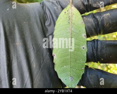 Pigeonwood (Hedycarya arborea) Plantae Banque D'Images