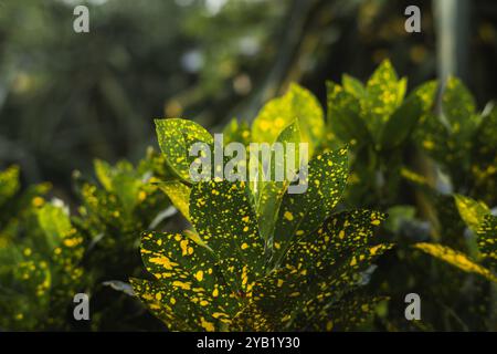 Croton de poussière d'or : Codiaeum variegatum 'Gold Dust' à la lumière du soleil Banque D'Images