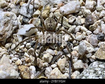 Araignée de crabe géante (Olios giganteus) Arachnida Banque D'Images