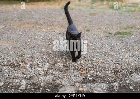 Chat noir marchant sur le chemin de gravier | photographie féline en plein air Banque D'Images