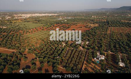 Superbe photo aérienne d'une vaste plantation d'oliviers au coucher du soleil dans les Pouilles, capturant de jolies rangées d'arbres et des chemins de terre. La lumière dorée améliore Banque D'Images