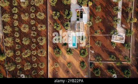 Superbe photo aérienne d'une vaste plantation d'oliviers au coucher du soleil dans les Pouilles, capturant de jolies rangées d'arbres et des chemins de terre. La lumière dorée améliore Banque D'Images