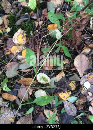 Aster de Lindley (Symphyotrichum ciliolatum) Plantae Banque D'Images