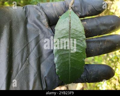 Pigeonwood (Hedycarya arborea) Plantae Banque D'Images