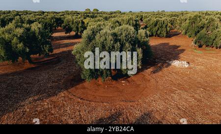 Superbe photo aérienne d'une vaste plantation d'oliviers au coucher du soleil dans les Pouilles, capturant de jolies rangées d'arbres et des chemins de terre. La lumière dorée améliore Banque D'Images
