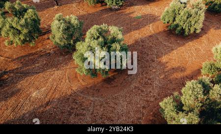 Superbe photo aérienne d'une vaste plantation d'oliviers au coucher du soleil dans les Pouilles, capturant de jolies rangées d'arbres et des chemins de terre. La lumière dorée améliore Banque D'Images