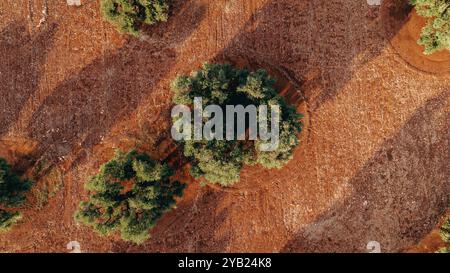 Superbe photo aérienne d'une vaste plantation d'oliviers au coucher du soleil dans les Pouilles, capturant de jolies rangées d'arbres et des chemins de terre. La lumière dorée améliore Banque D'Images