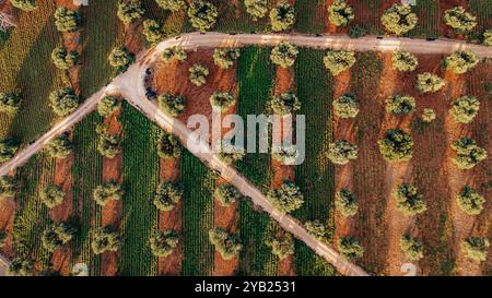 Superbe photo aérienne d'une vaste plantation d'oliviers au coucher du soleil dans les Pouilles, capturant de jolies rangées d'arbres et des chemins de terre. La lumière dorée améliore Banque D'Images