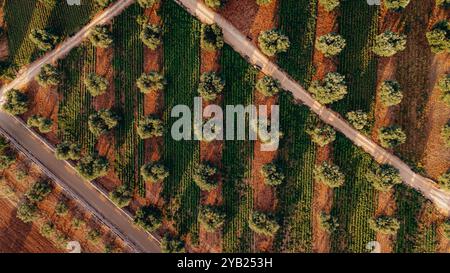 Superbe photo aérienne d'une vaste plantation d'oliviers au coucher du soleil dans les Pouilles, capturant de jolies rangées d'arbres et des chemins de terre. La lumière dorée améliore Banque D'Images
