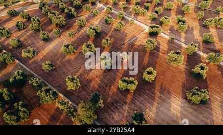 Superbe photo aérienne d'une vaste plantation d'oliviers au coucher du soleil dans les Pouilles, capturant de jolies rangées d'arbres et des chemins de terre. La lumière dorée améliore Banque D'Images