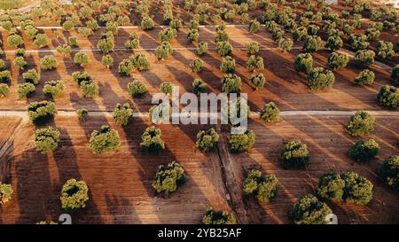 Superbe photo aérienne d'une vaste plantation d'oliviers au coucher du soleil dans les Pouilles, capturant de jolies rangées d'arbres et des chemins de terre. La lumière dorée améliore Banque D'Images