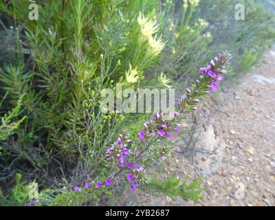 Pricket Purplegorse (Muraltia heisteria) Plantae Banque D'Images