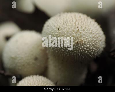 Plan macro de champignons puffball, mettant en valeur leur surface texturée et leurs formes sphériques sur le sol de la forêt Banque D'Images