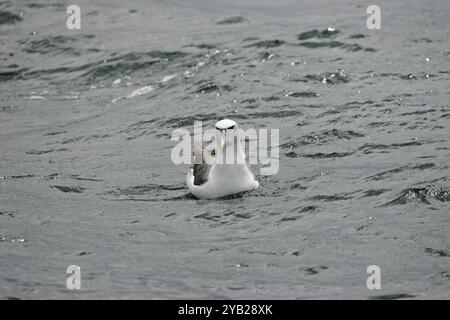 Albatros timide Thalassarche cauta nager en mer New Zealand Banque D'Images
