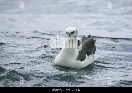 Albatros timide Thalassarche cauta nager en mer New Zealand Banque D'Images