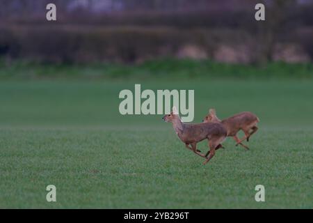 Paire de cerfs d'eau chinois -Hydropotes inermis en cours d'exécution. Banque D'Images