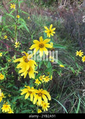 Beggarticks barbus (Bidens aristosa) Plantae Banque D'Images