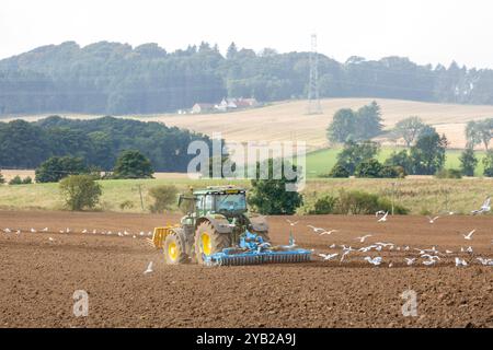 Un tracteur labourant un champ près de Leslie avec des goélands qui le suivent, Fife, Écosse Banque D'Images