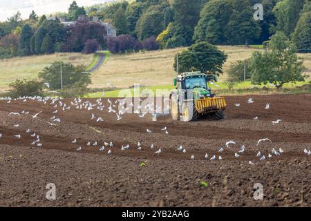 Un tracteur labourant un champ près de Leslie avec des goélands qui le suivent, Fife, Écosse Banque D'Images