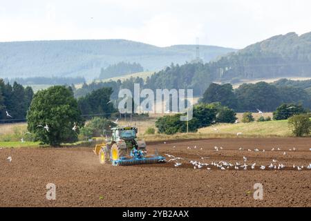 Un tracteur labourant un champ près de Leslie avec des goélands qui le suivent, Fife, Écosse Banque D'Images