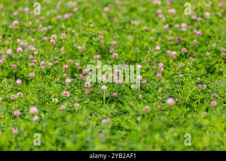 Le trèfle rouge (Trifolium pratense) Banque D'Images