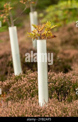 De nouveaux jeunes arbres plantés protégés par des gardes d'arbres, des tubes en plastique ou des gaines Banque D'Images