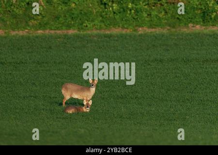 Cerf d'eau chinois (Bucks) -Hydropotes inermis. Banque D'Images