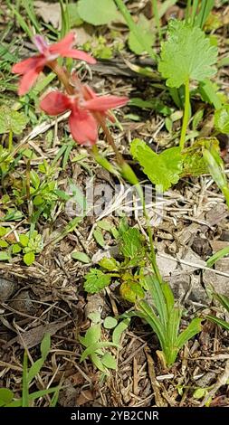 Écarlate Kammetjie (Freesia laxa) Plantae Banque D'Images