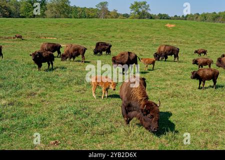 Un troupeau de bisons de buffle dans le champ avec quelques chiens rouges qui sont les bébés veaux gros plan vue sur une ferme par une journée ensoleillée au début de l'automne Banque D'Images