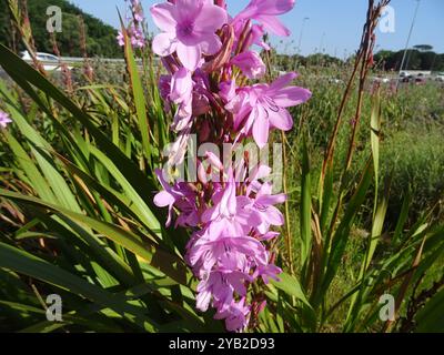 Bugle-Lily (Watsonia borbonica) Plantae Banque D'Images