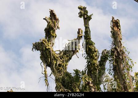 Cactus globulaires, cactus clair de lune, cactus torche et alliés (Cactoideae) Plantae Banque D'Images