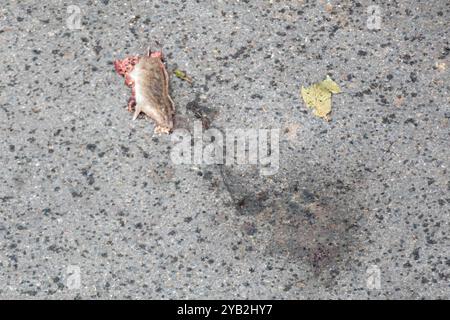 Rat mort écrasé sur l'asphalte urbain Banque D'Images