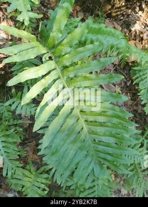 Polypodie australe (Polypodium cambricum) Plantae Banque D'Images